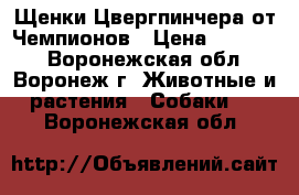 Щенки Цвергпинчера от Чемпионов › Цена ­ 15 000 - Воронежская обл., Воронеж г. Животные и растения » Собаки   . Воронежская обл.